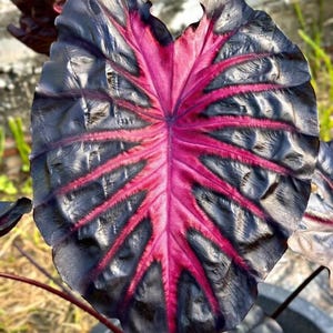 Colocasia pink - Etsy 日本