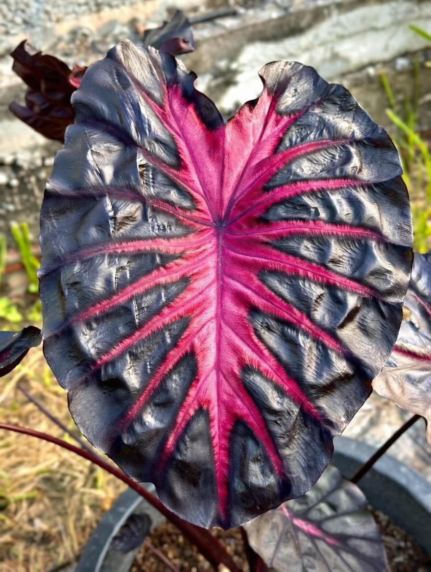 Colocasia redemption - Etsy 日本