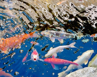 May include: A colourful image of koi carp swimming in a pond. The fish are various colours, including orange, red, white, and silver, against a backdrop of blue water and reflections. Bubbles float on the water's surface.