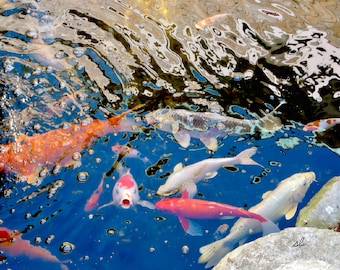 Koi Teich Leinwand Kunst