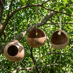 Puede incluir: Tres casas para pájaros colgantes hechas de cocos cortados por la mitad. Una tiene una abertura redonda, otra una pequeña campana en su interior y la tercera una simple cuerda para colgar. Las casas para pájaros están suspendidas de ramas de árboles.