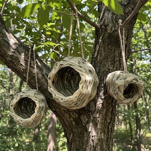 Puede incluir: Tres nidos redondos de mimbre colgando de una rama de árbol. Los nidos están hechos de material tejido de color natural y tienen un centro abierto. Están suspendidos con cuerda.