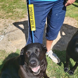 May include: A black Labrador Retriever with its mouth open, wearing a harness with a yellow strap that reads "JE SUIS AVEUGLE" (I am blind) in French. The dog is being walked by a person wearing blue trousers and a blue shirt.