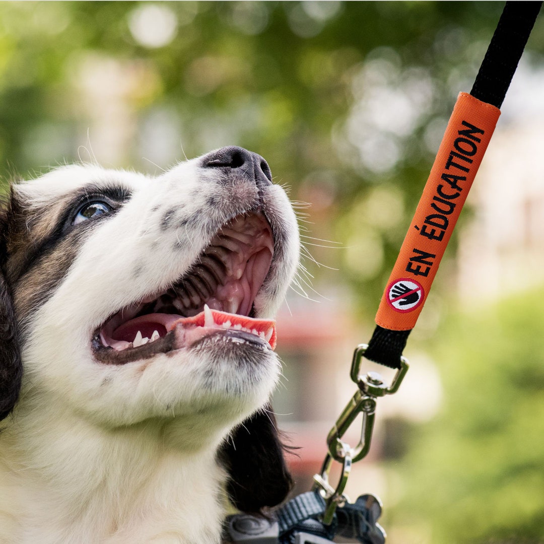 Déguisement de chien pour Halloween - Poupée meurtrière, tenue