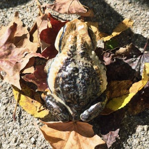 May include: A ceramic frog figurine with a textured, mottled surface in shades of brown, black, and cream, resting on a bed of fallen autumn leaves. The leaves are various colors, including yellow, red, and brown.
