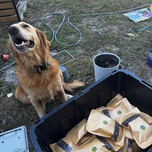 May include: A golden retriever dog sits near a black bin filled with brown paper packets. Each packet has a green logo. The dog is wearing a collar and looking up. The scene is outdoors on a grassy area.