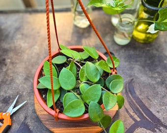 Hoya ‘Chouke’ | Wax Plant | 6" Hanging Pot | Houseplant | Easy Care Tropical Vine