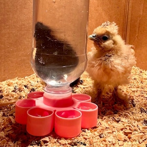 Può includere: Un soffice pulcino marrone chiaro è in piedi accanto a una bottiglia d'acqua di plastica trasparente con una base rosa e sei piccole tazze. Il pulcino è in un recinto con trucioli di legno. La bottiglia d'acqua è parzialmente riempita d'acqua.