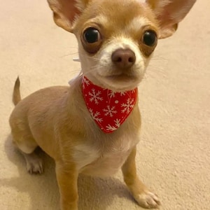 May include: A small, tan and white chihuahua wearing a red bandana with white snowflake designs. The dog is sitting on a light brown carpet and looking directly at the camera.