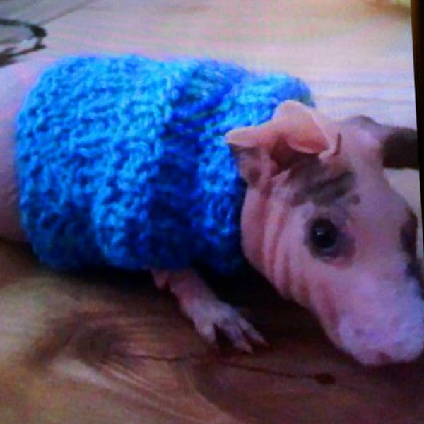 Guinea Pig Sweater Etsy