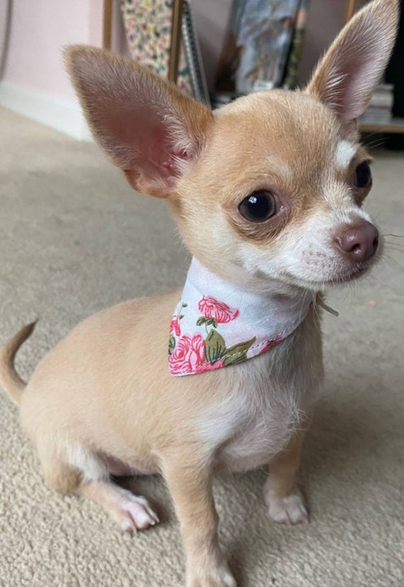 Small Pet Tea Cup Dogs Puppies Kittens Chihuahua Bandanas Choose