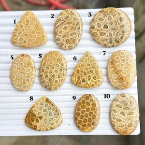 May include: Ten polished fossil coral cabochons arranged in three rows on a white grooved display board. Each piece features a unique tan and beige floral pattern. The items are numbered one through ten, showcasing various oval and triangular shapes.