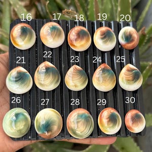 Australian Shiva Eye Shell Top Grade Quality 100% Natural Cabochon, Operculum Shell  Flat Back Gemstone For Jewelery Making