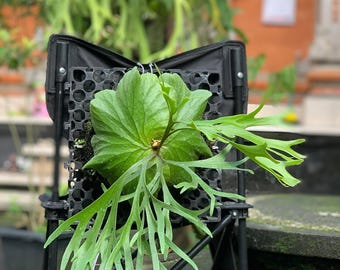 Huge Platycerium Kitshakood Thin Leaf - Rare Staghorn Fern - Specimen Size Ridleyi x Coronarium Hybrid - Exotic Live Plant - Indoor Jungle