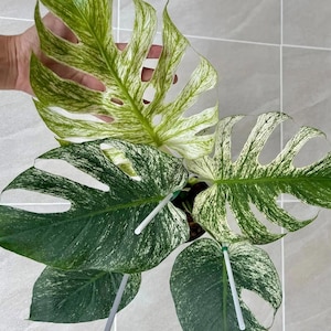 May include: A close-up of a Monstera plant with large, variegated leaves. The leaves display a mix of dark green and white patterns, with some leaves having fenestrations. The plant is potted and supported by white stakes.
