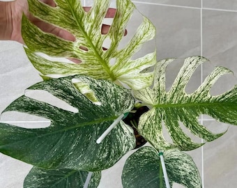 Monstera Devil Monster, muda enraizada com alta variegatura, planta de colecionador para interiores.