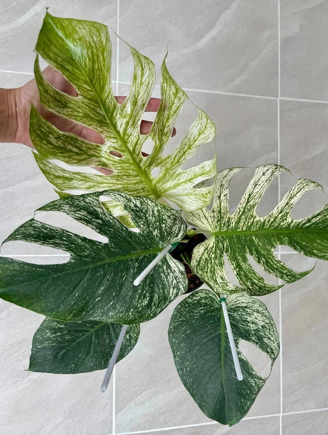 モンステラ観葉植物 - Etsy 日本
