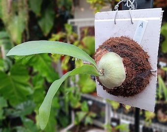 Platycerium Hillii Panama Small Size | Deep Green Staghorn Fern | Rare Exotic Epiphyte