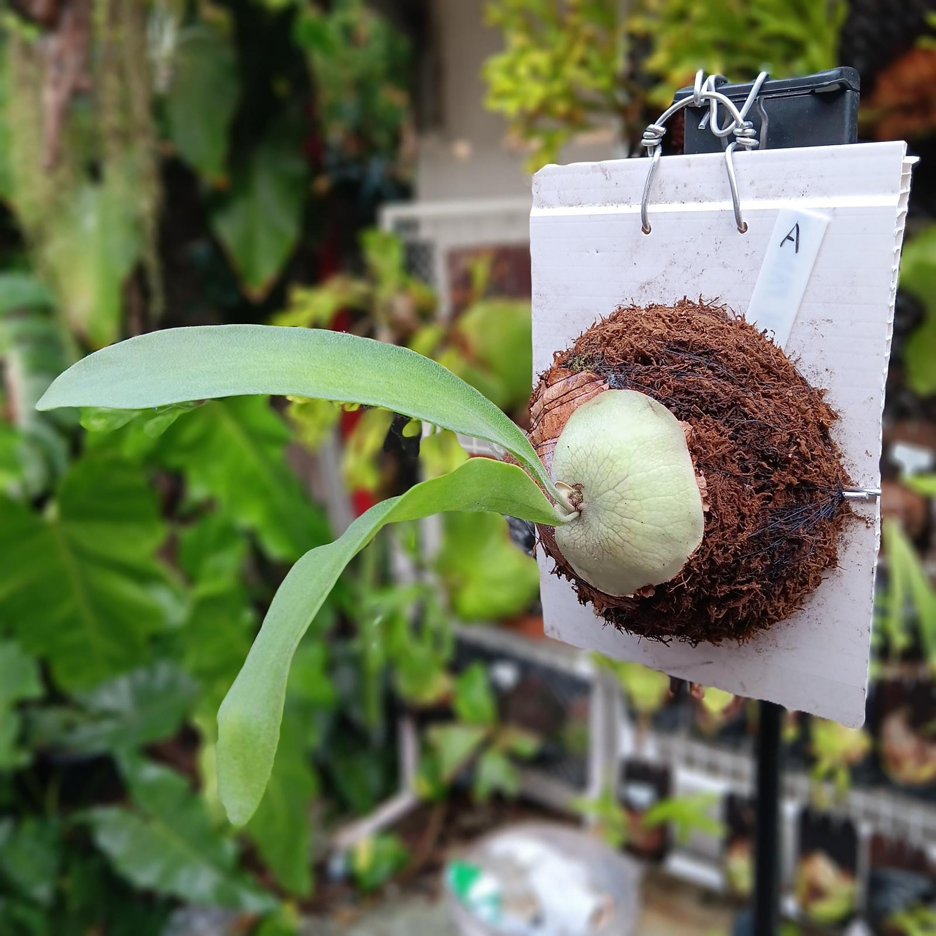 Platycerium Hillii - Etsy