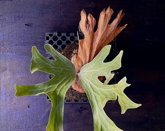 Platycerium Wallichii | Unique Silver Shield Staghorn | Rare Epiphyte | Exotic Indoor Tropical Plant