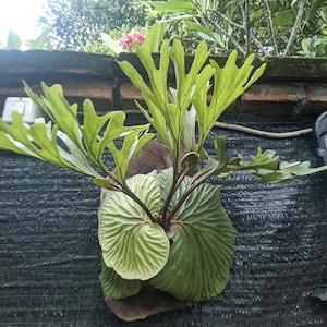Peut inclure: Une fougère corne de cerf, fixée sur une plaque de bois, présente de grandes frondes vert clair en forme de bois de cerf. La plante est fixée à une surface en treillis sombre, avec un mur de briques et du feuillage en arrière-plan.