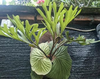 Rare Platycerium Ridleyi Plant, Exotic Staghorn Fern, Mounted Ridleyi Fern, Rare Aroid & Fern Collection, Tropical Indoor Houseplant