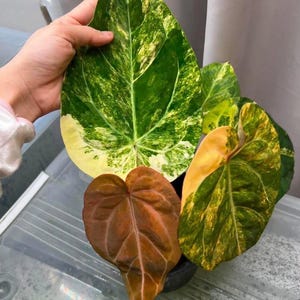 May include: Close-up of a potted plant with large, variegated leaves. The leaves display a mix of green, yellow, and brown hues. The plant's leaves have prominent veins and unique patterns, showcasing a variety of textures and colors.