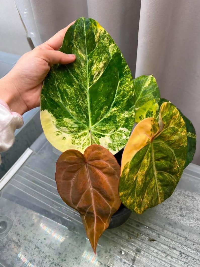 May include: Close-up of a potted plant with large, variegated leaves. The leaves display a mix of green, yellow, and brown hues. The plant's leaves have prominent veins and unique patterns, showcasing a variety of textures and colors.