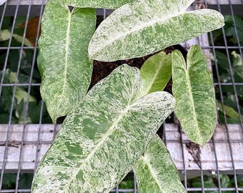 Philodendron Bob Cee Variegated 4" Live Plant Pot Mottled Mint - Etsy