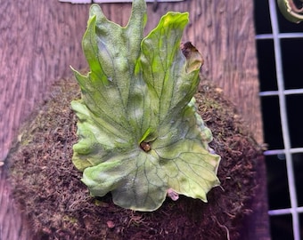 Rare Platycerium Wandae Dwarf - Exotic Staghorn Fern - Collector's Wall Plant - Live Houseplant - Specimen Staghorn Fern