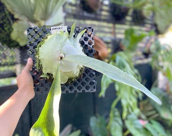 Platycerium Vietchii Lemonei | Silver Staghorn Fern | Tropical Wall Decor | Phyto Certificate