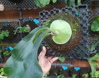 Platycerium Hillii Panama - Medium Size Staghorn Fern - Rare Exotic Platycerium - Live Mounted Plant - Indoor Tropical Greenery