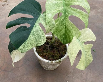 ホマロメナ・ルベセンス ミントピンク 斑入り 6インチ 植物 | 斑入り