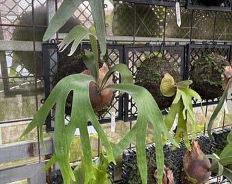 Platycerium SS Foong | Rare Staghorn Fern | Exotic Platycerium Specimen | Live Houseplant