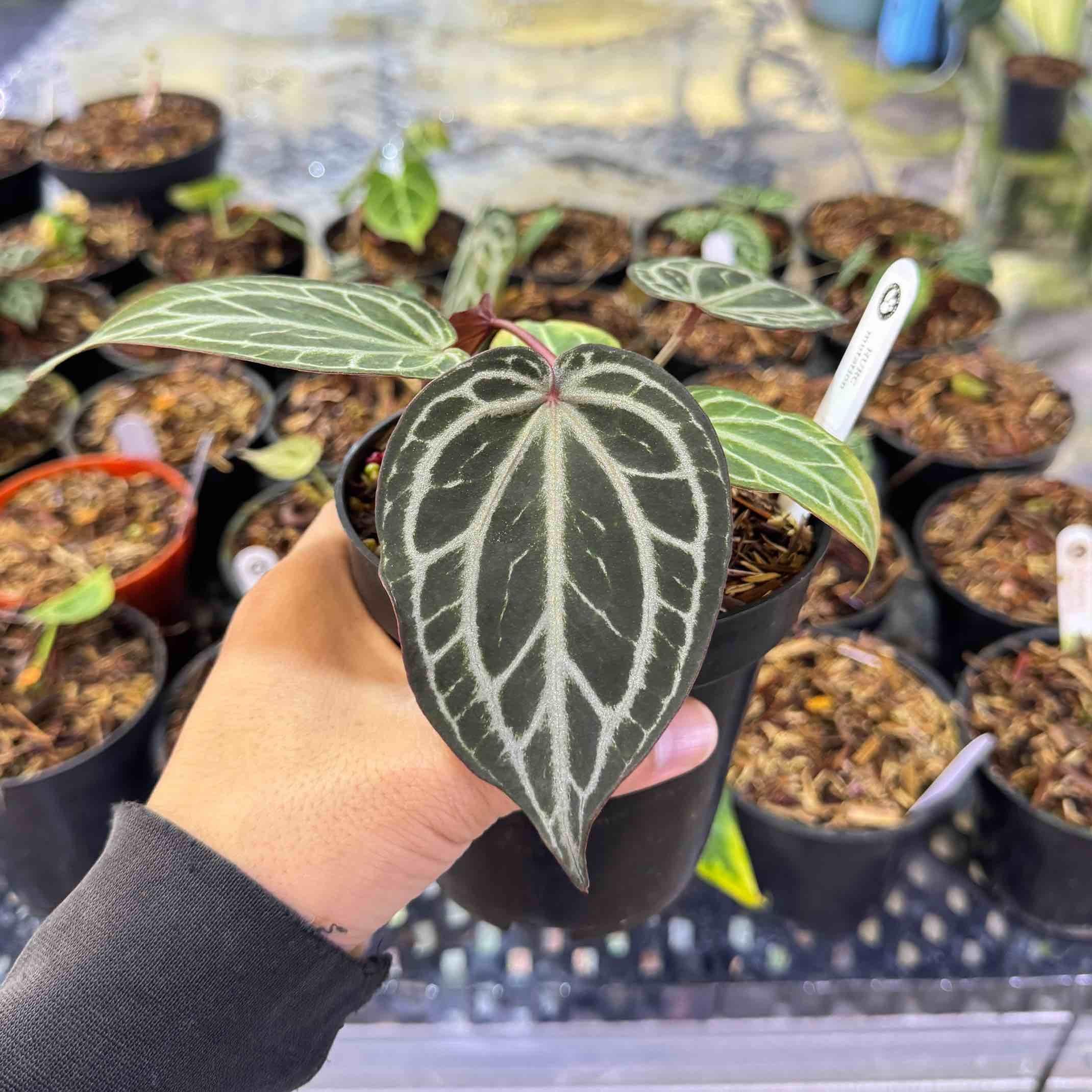 Anthurium king of spades x red crystallinum - Etsy 日本