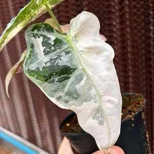 Alocasia chantrieri pink variegated - Etsy 日本