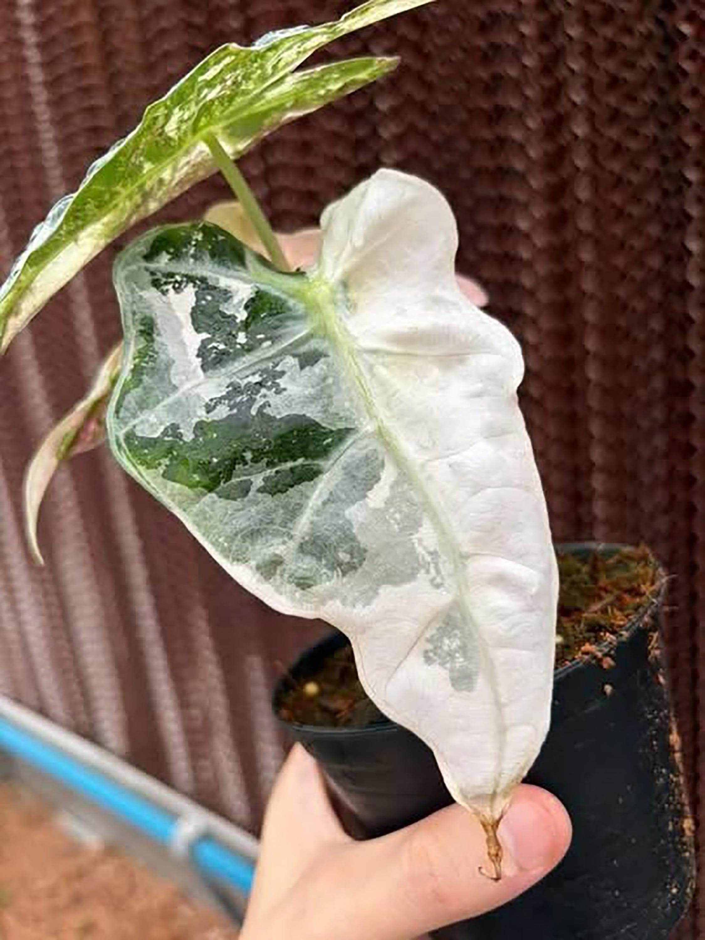 Alocasia chantrieri pink variegated - Etsy 日本