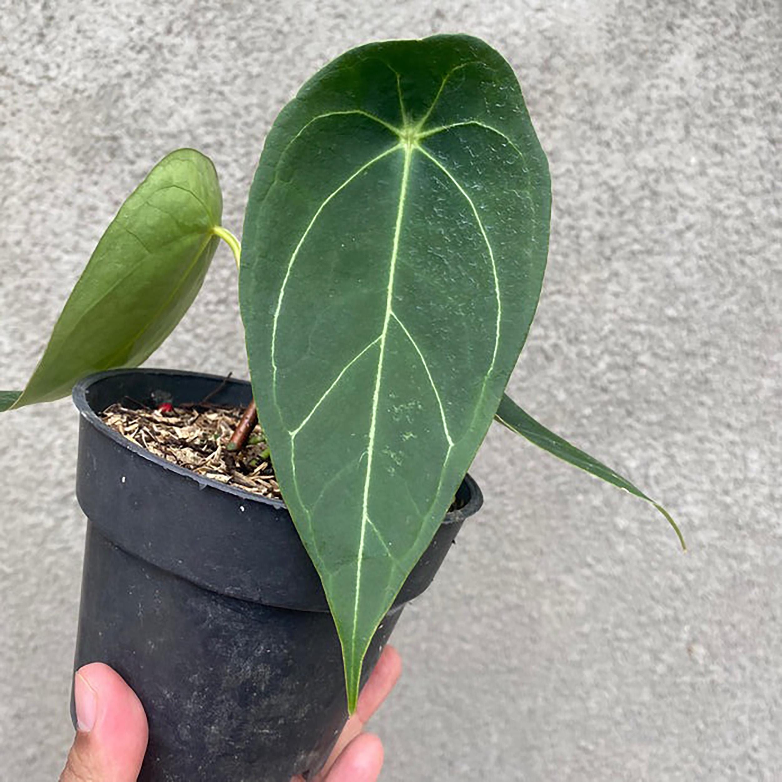 anthurium clarinervium xxl Velvet Cardboard Anthurium ( Anthurium clarinervium ) for Sale main image 1
