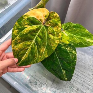 May include: Close-up of a large, variegated leaf with a heart shape. The leaf displays a vibrant mix of green, yellow, and gold hues, with prominent veining. The plant appears to be a tropical species, possibly an Anthurium.
