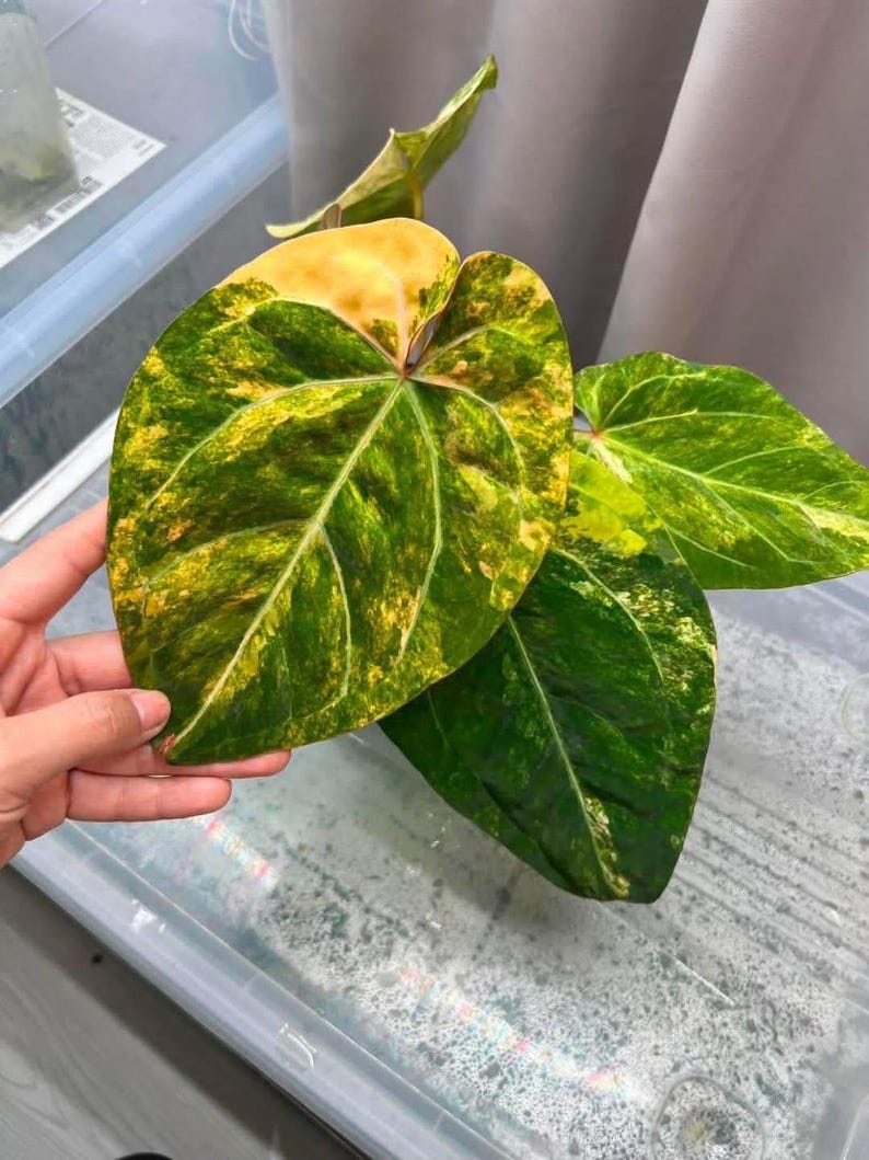 May include: Close-up of a large, variegated leaf with a heart shape. The leaf displays a vibrant mix of green, yellow, and gold hues, with prominent veining. The plant appears to be a tropical species, possibly an Anthurium.
