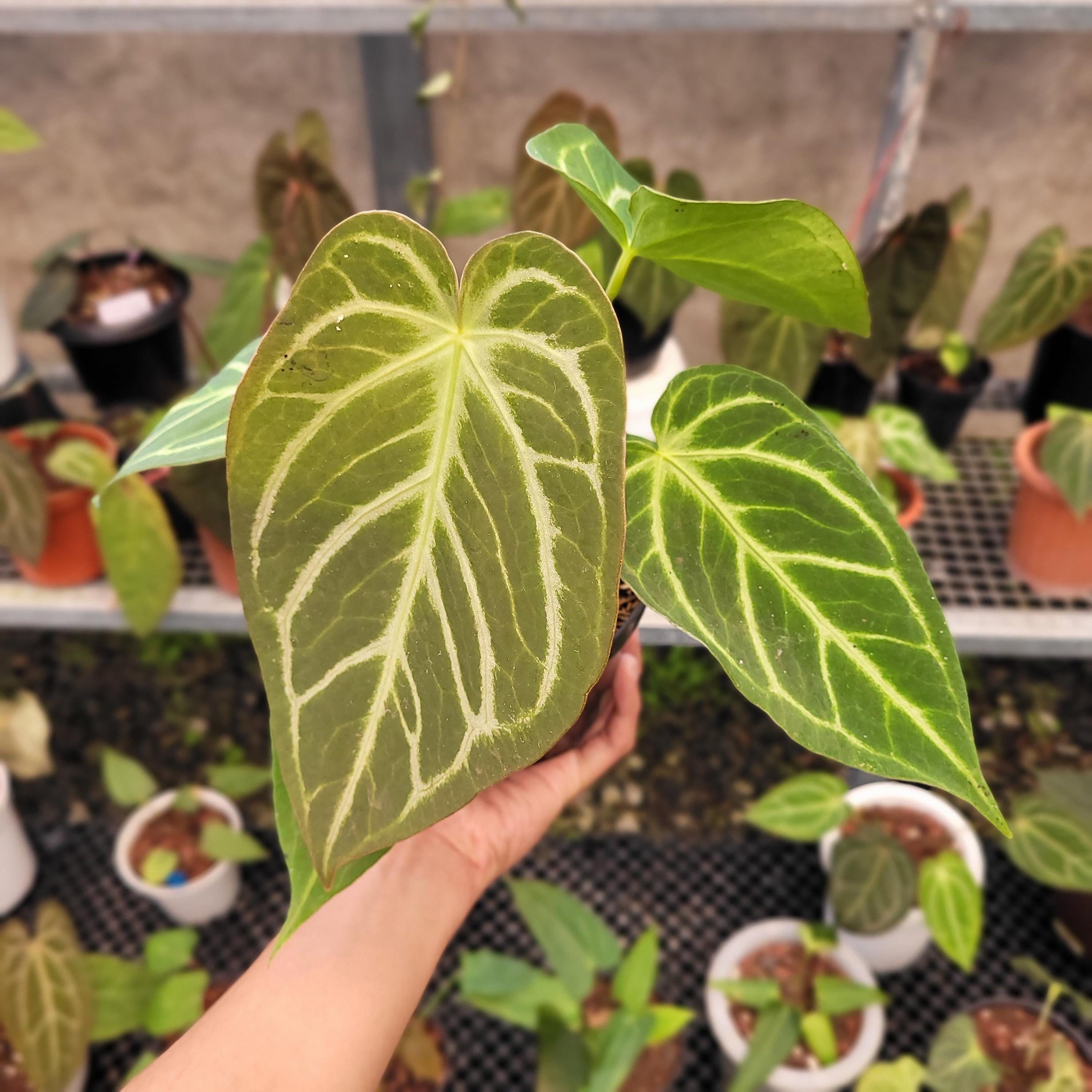 Anthurium silver blush - Etsy 日本