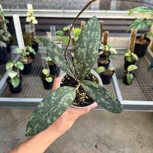 May include: A potted Hoya plant with dark green leaves speckled with lighter green and white. The plant is held in a clear plastic pot, with other potted plants visible in the background. The leaves are long and oval-shaped.
