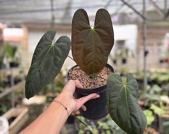 Anthurium Darkest Panama