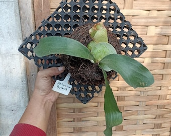 platycerium hilli panama small | Rare Exotic Plant | Mounted or Bare Root | Tropical Epiphyte