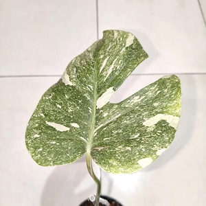 Puede incluir: Una hoja variegada de Monstera deliciosa, que muestra una vibrante mezcla de verde y blanco. La hoja tiene una forma dividida y fenestrada, con una vena central prominente. La planta está en una maceta negra, sobre un fondo de baldosas blancas.