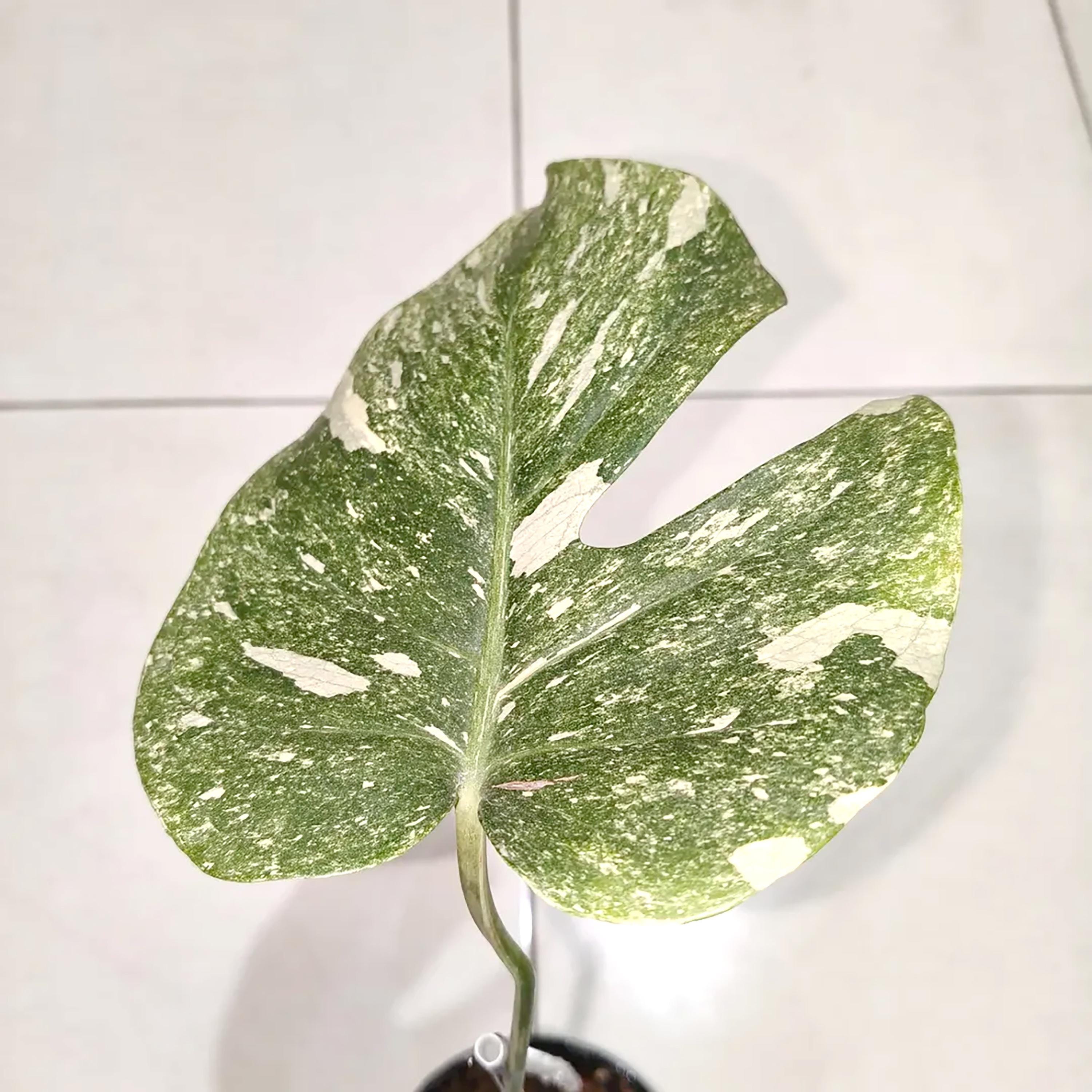 Monstera legacy - Etsy 日本