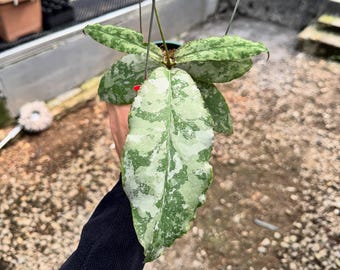 US Seller - Hoya Carnosa Madara 'snow Angel' - Etsy