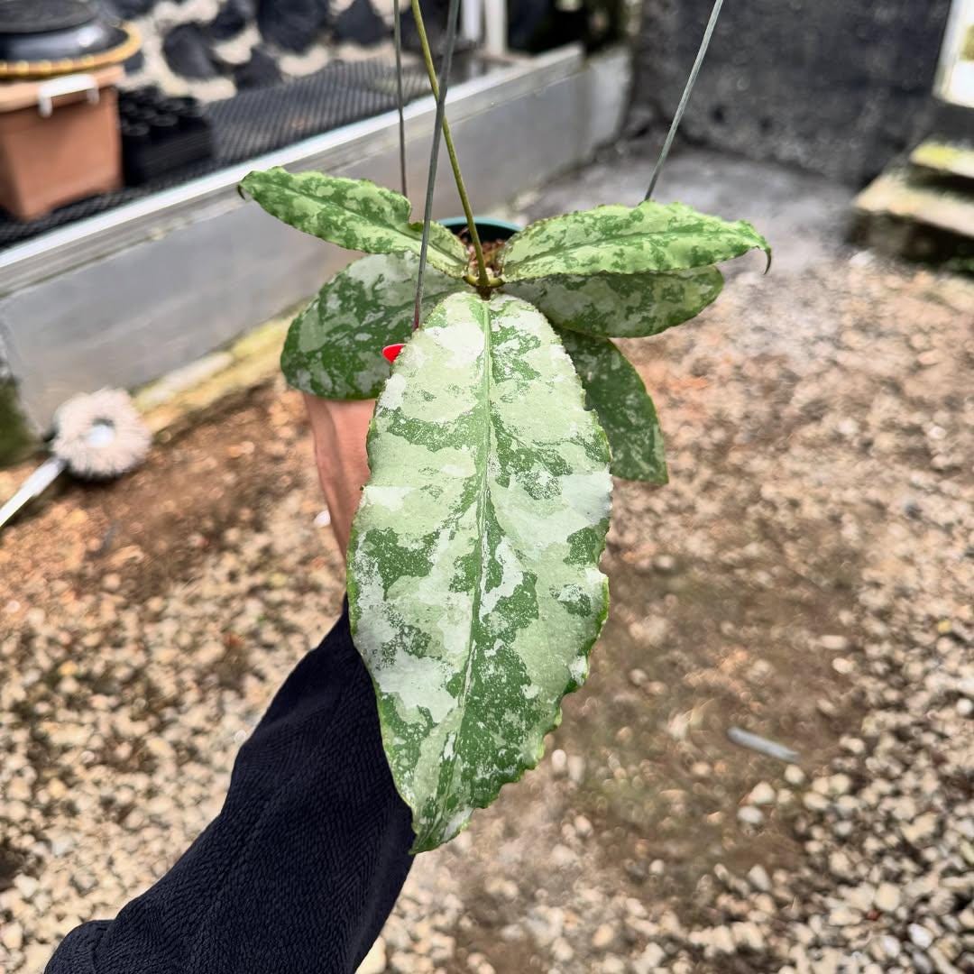 その他観葉植物 Hoya Glabra Alex Rare Hoya Glabra 'Alex' for Sale | 1