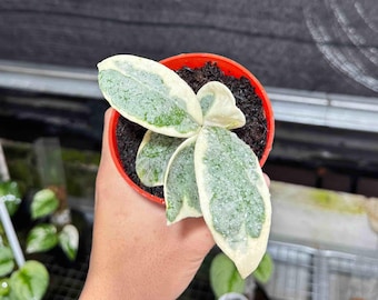 Hoya Argentea Picta Rare Hoya Plant