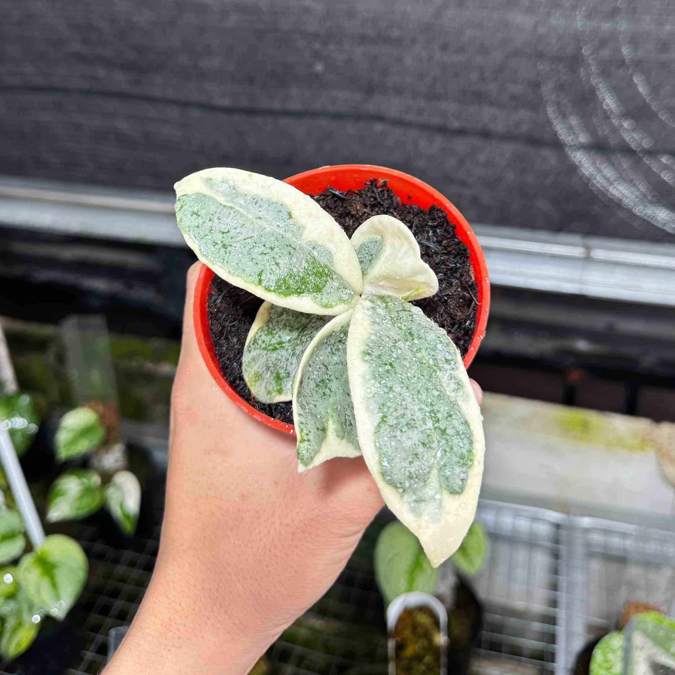 Monstera green snow - Etsy 日本